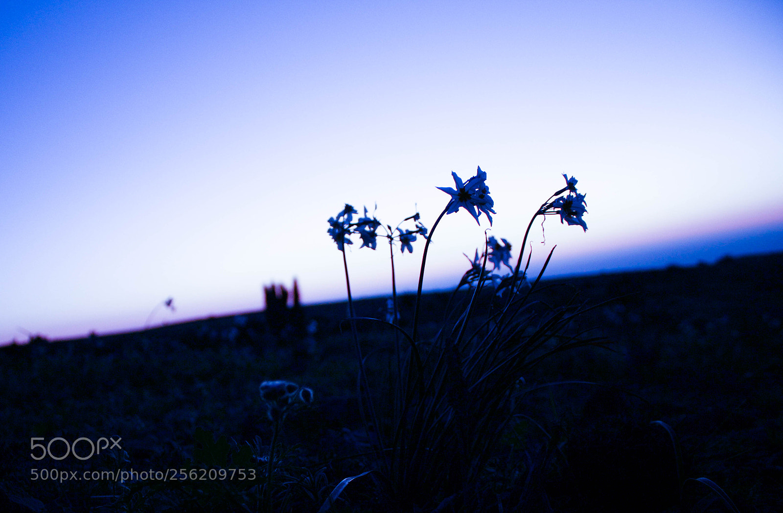 Canon EOS 100D (EOS Rebel SL1 / EOS Kiss X7) sample photo. Blue sunshine photography