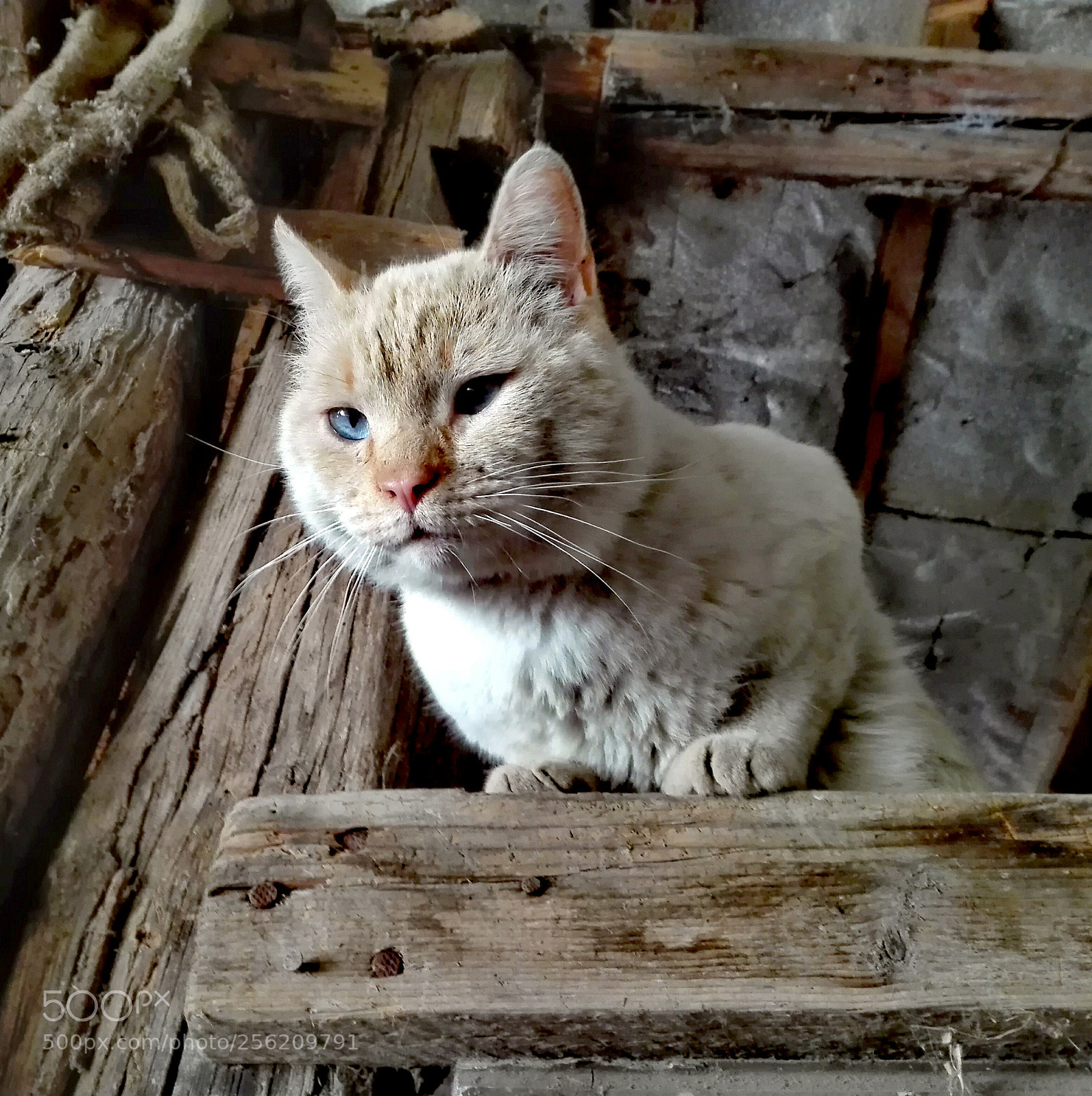 HUAWEI P8 Lite sample photo. The white warrior photography