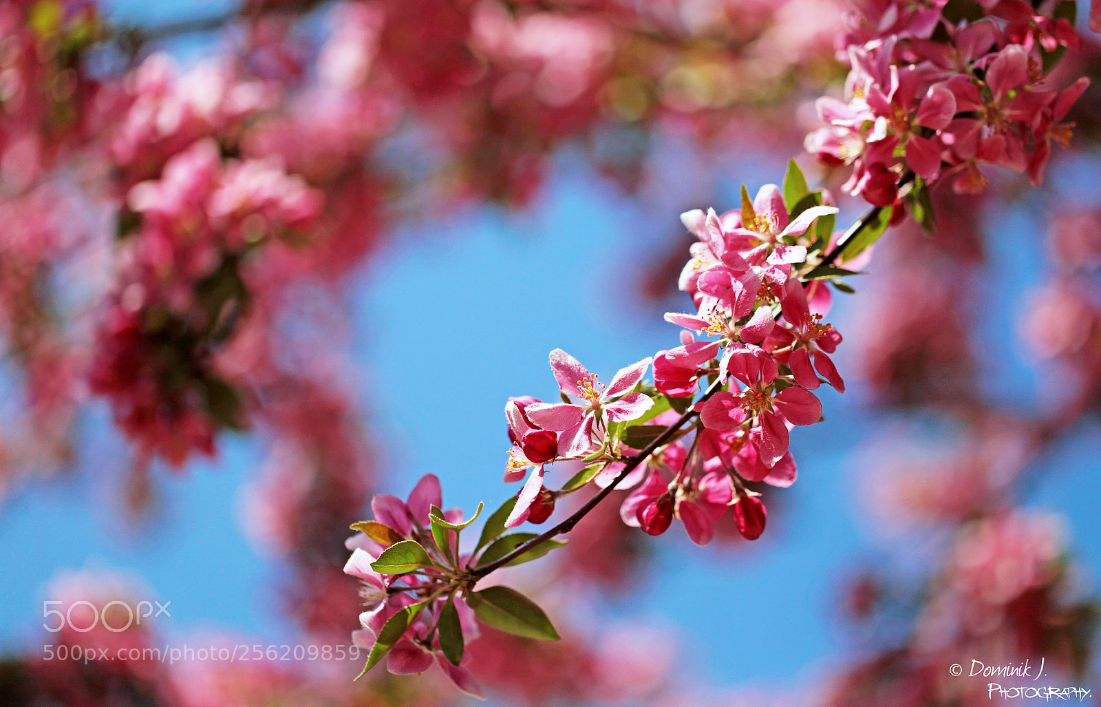 Canon EOS 5D Mark II sample photo. So.soft photography