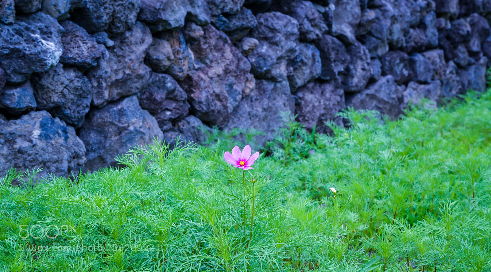 Nikon D3100 sample photo. Dreaming island, jeju photography
