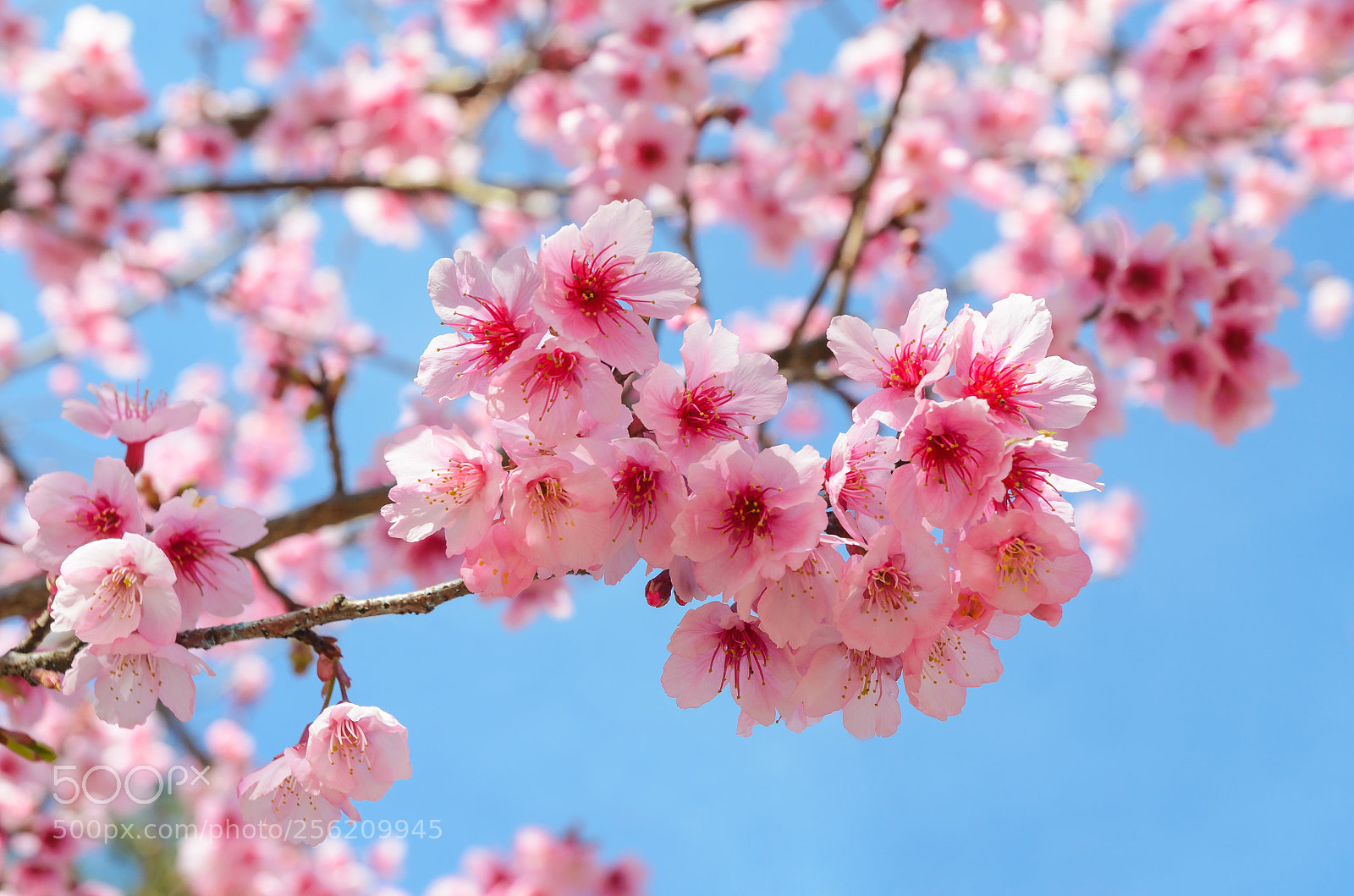 Nikon D5100 sample photo. Full bloom japanese pink photography