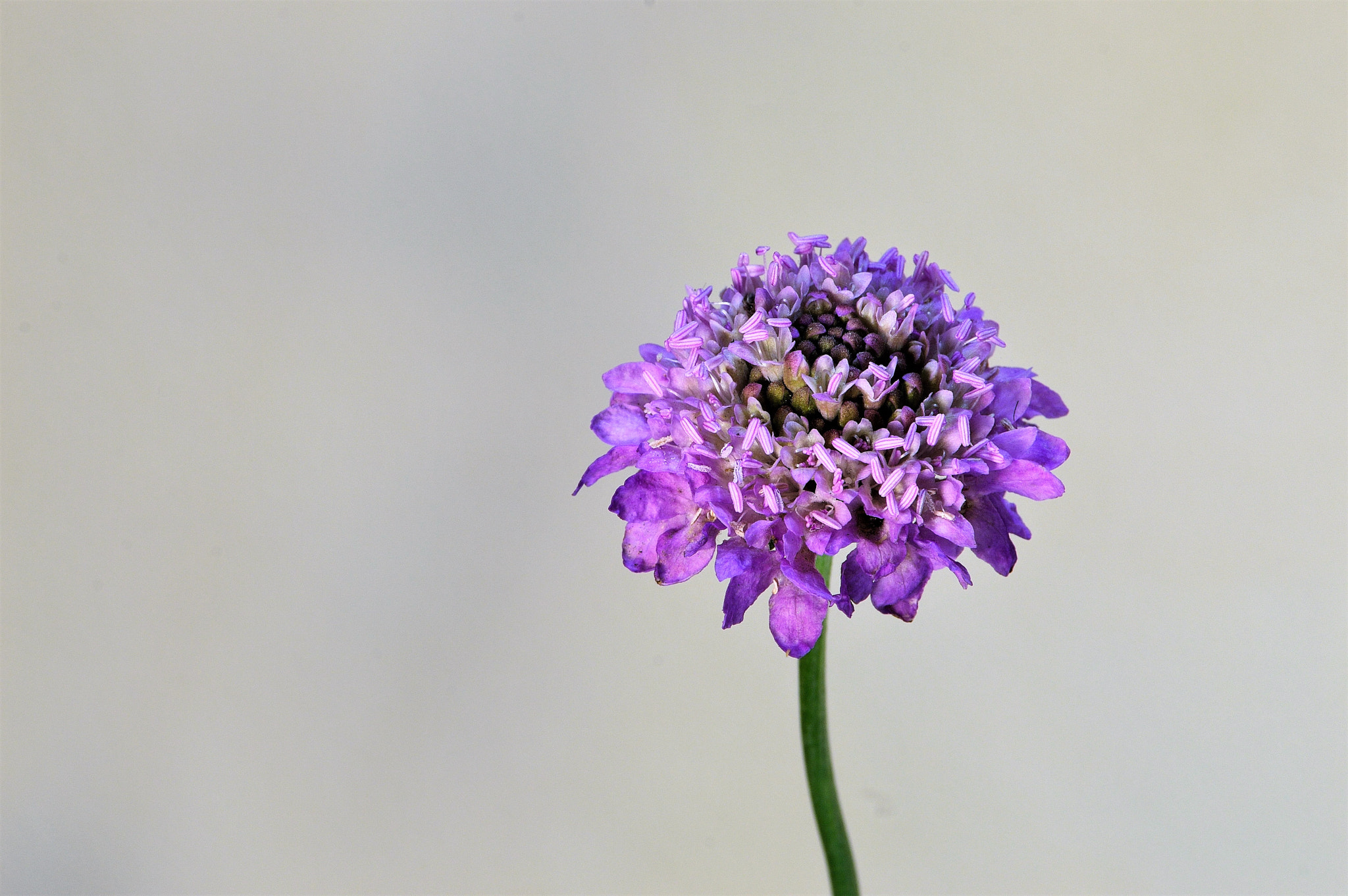 Nikon D3200 sample photo. Wildflower photography