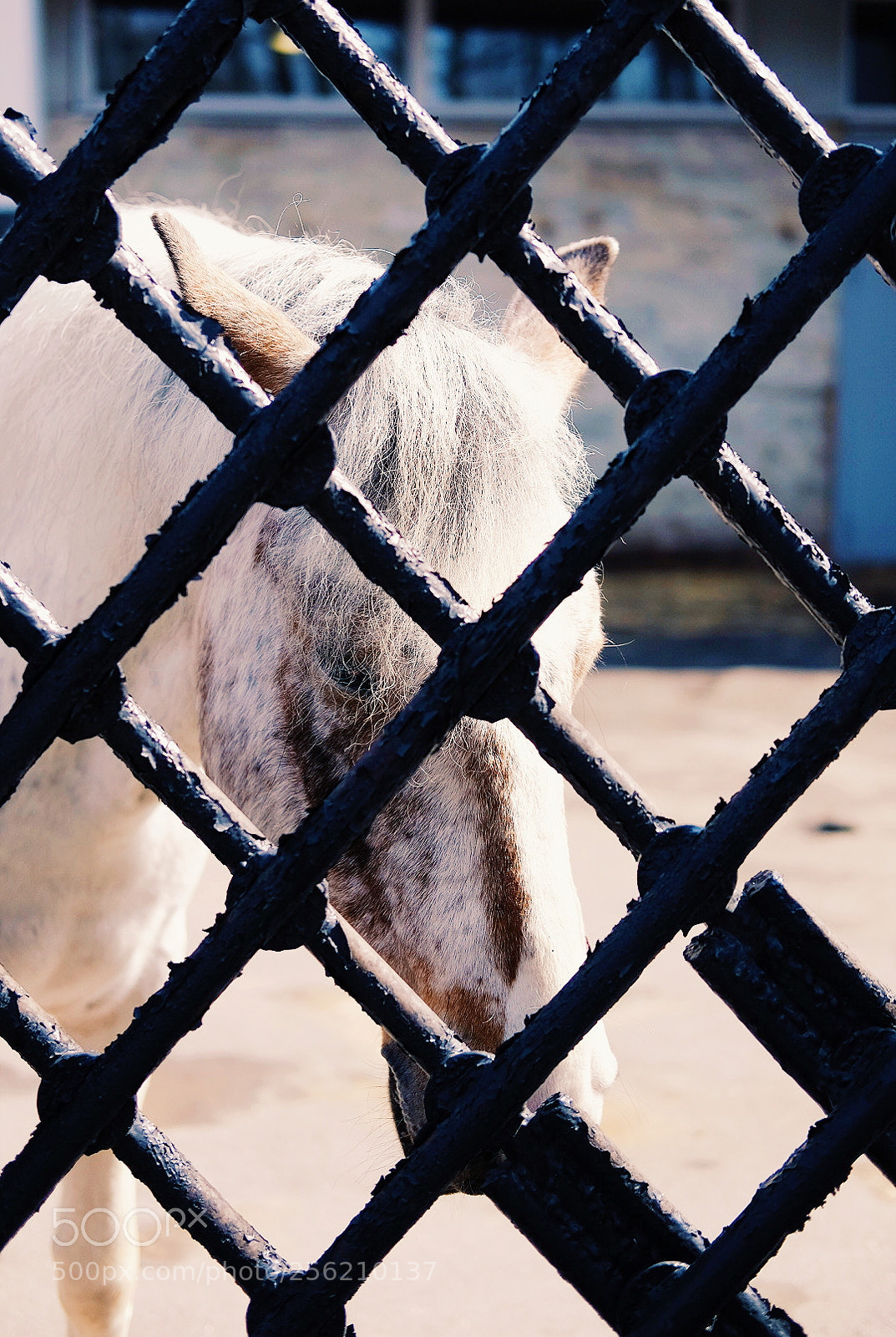 Fujifilm X-T1 sample photo. Locked photography