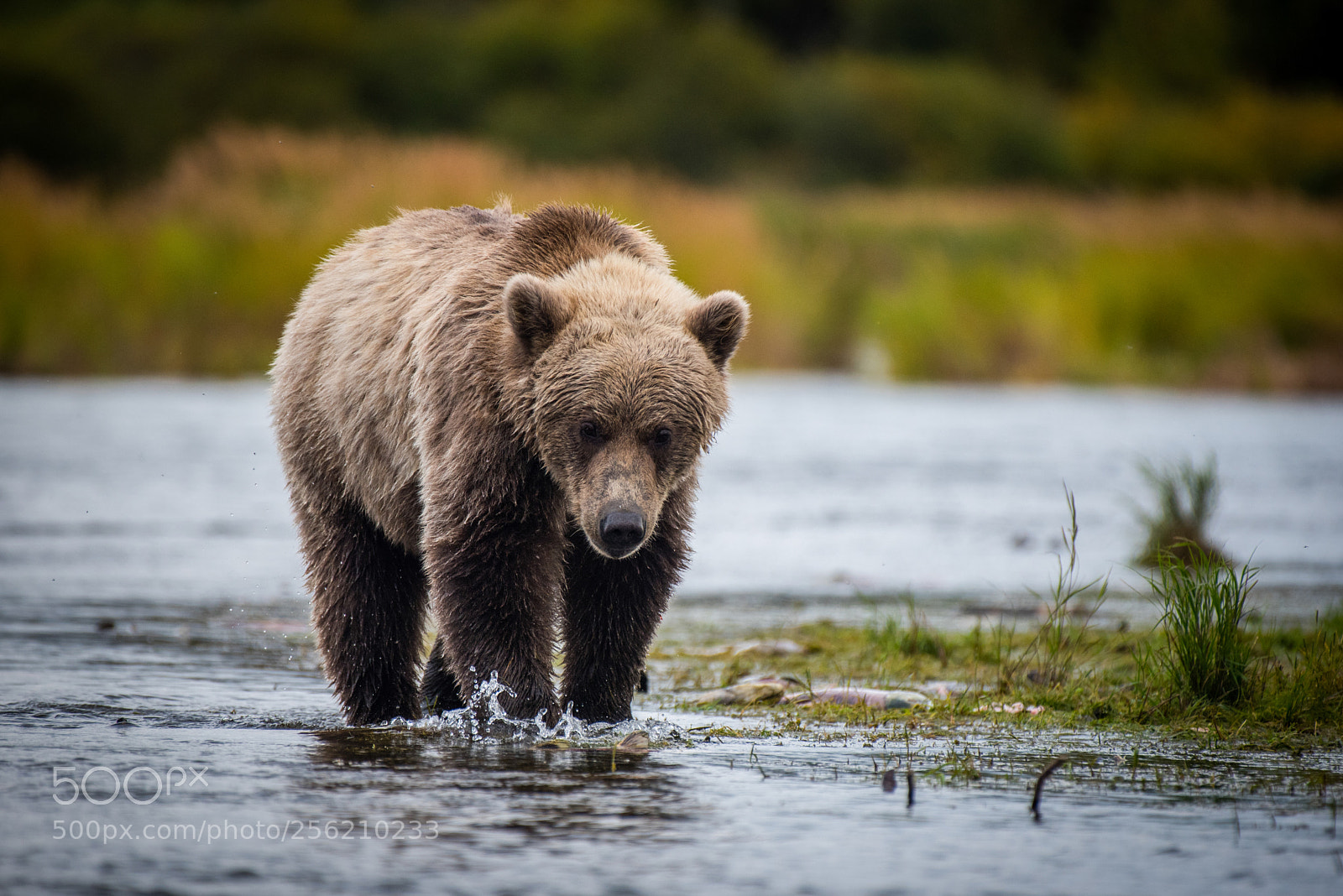 Nikon D750 sample photo. Alaskan brown bear within photography