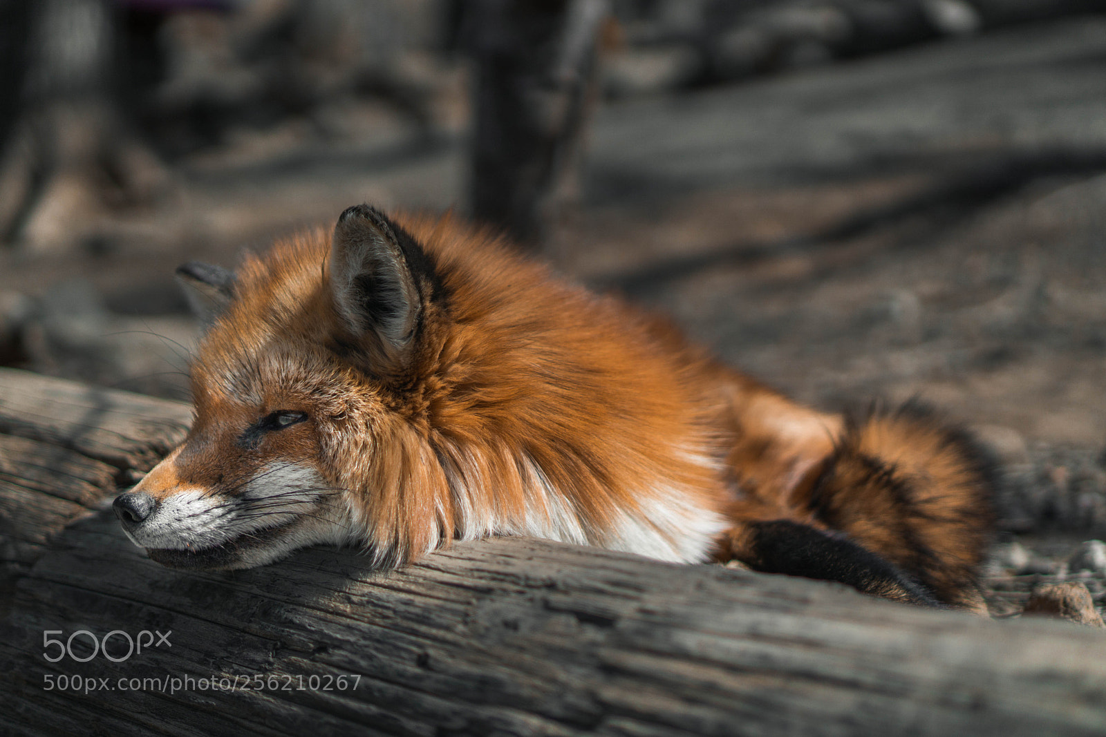 Sony a6000 sample photo. Foxes photography