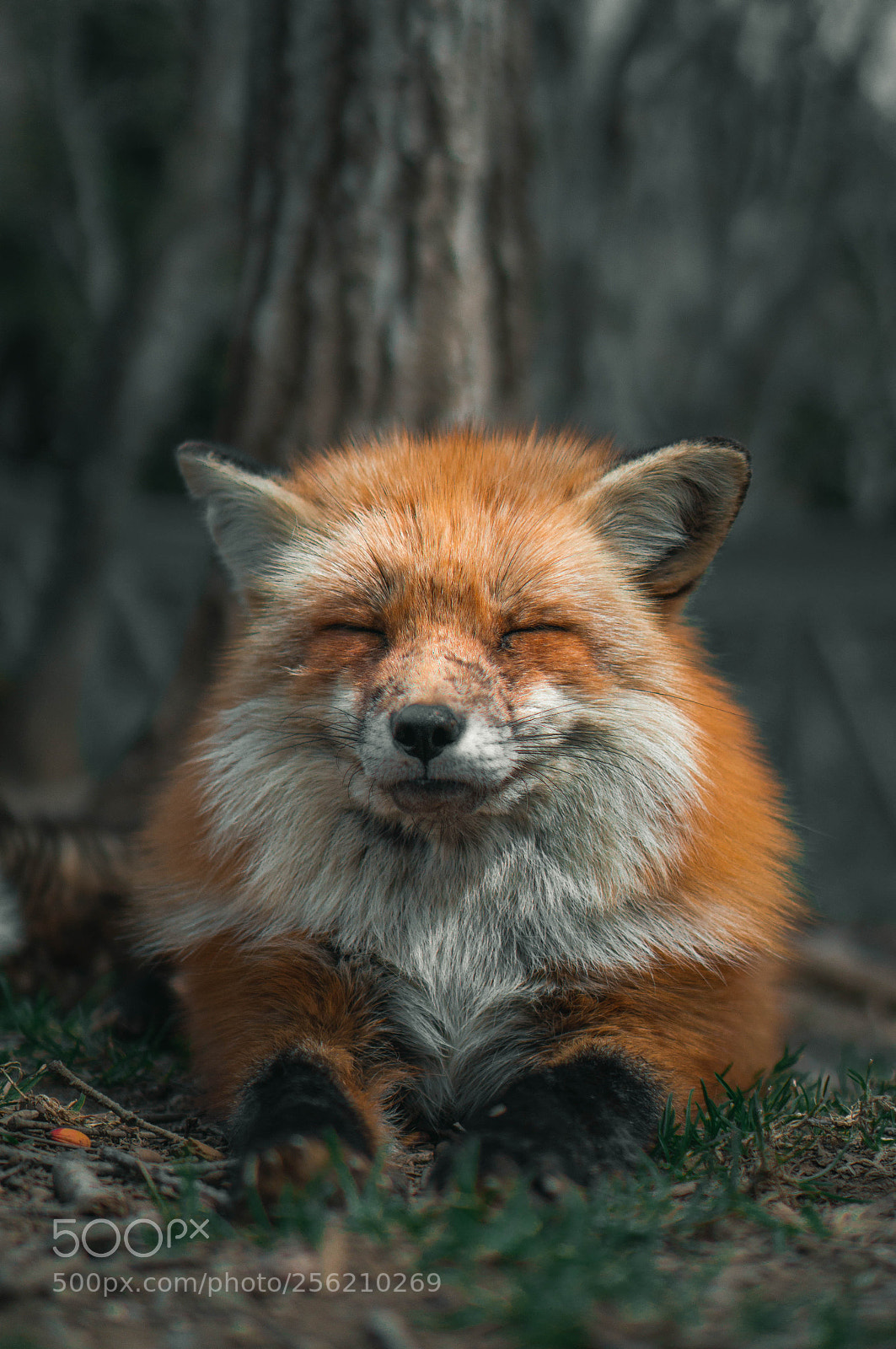 Sony a6000 sample photo. Foxes photography