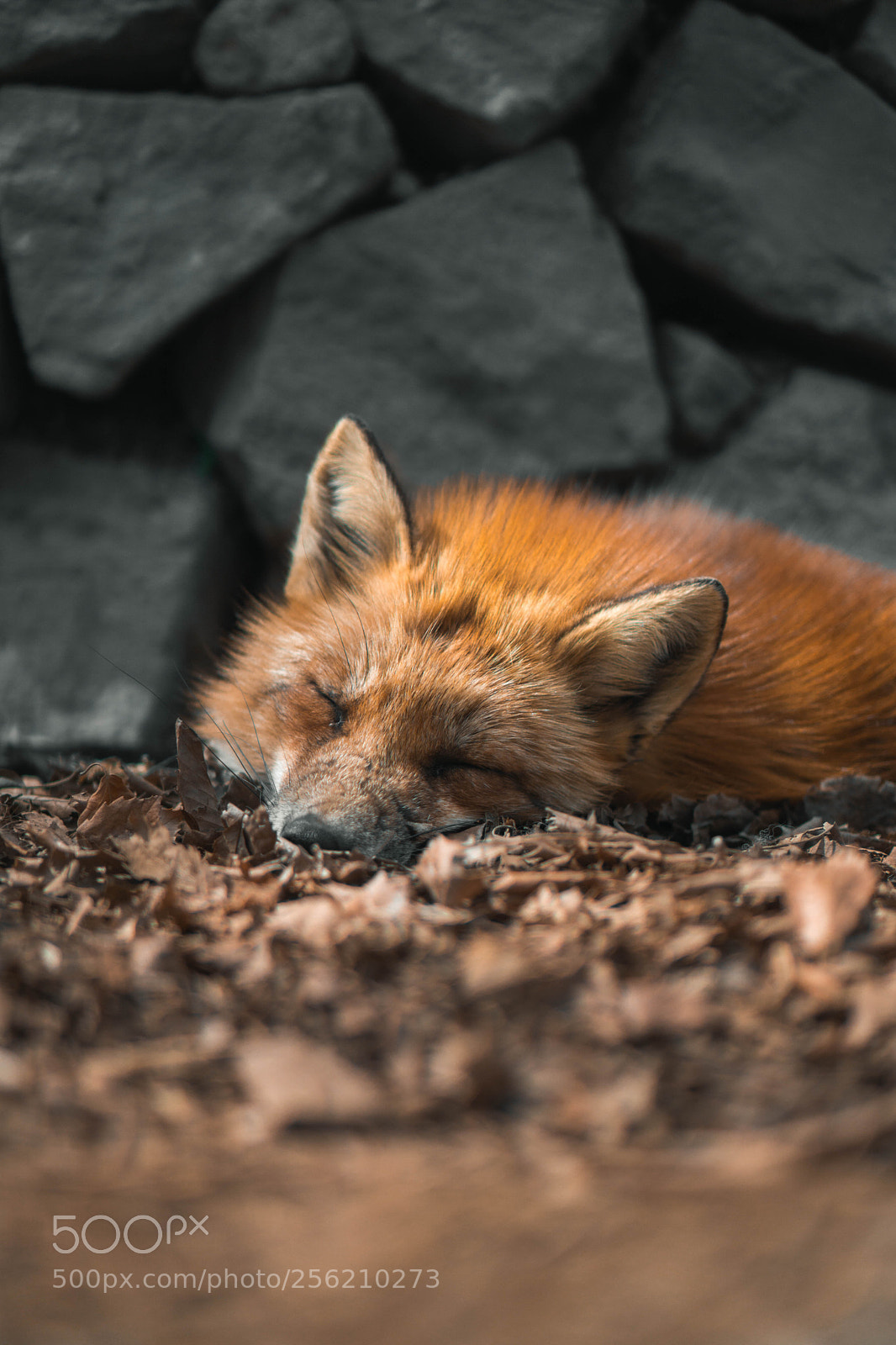 Sony a6000 sample photo. Foxes photography