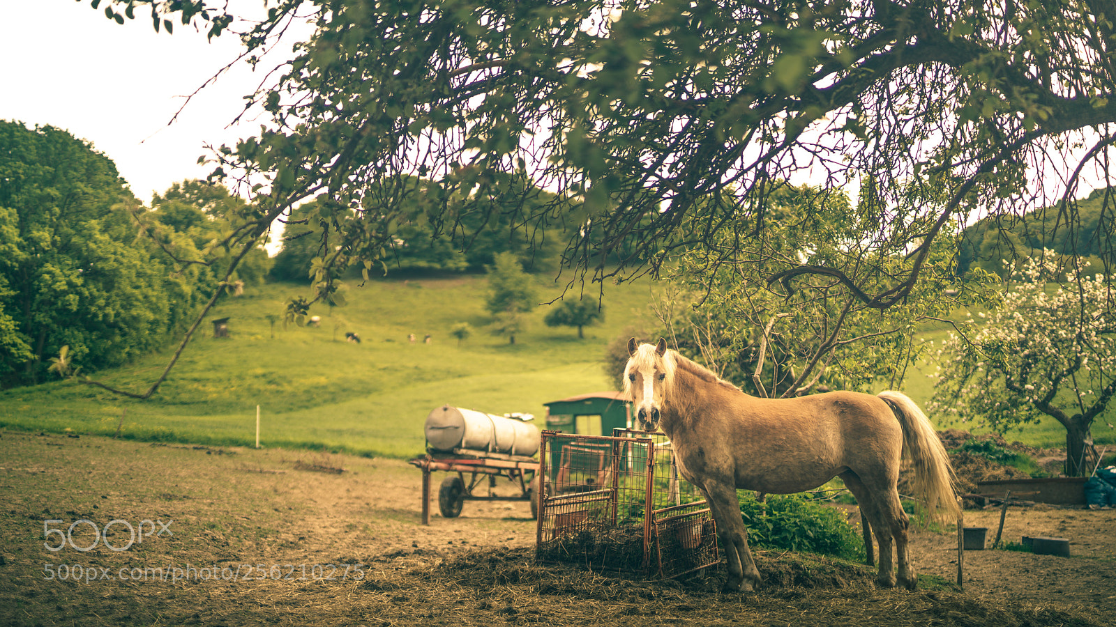 Sony a7R II sample photo. Horse photography