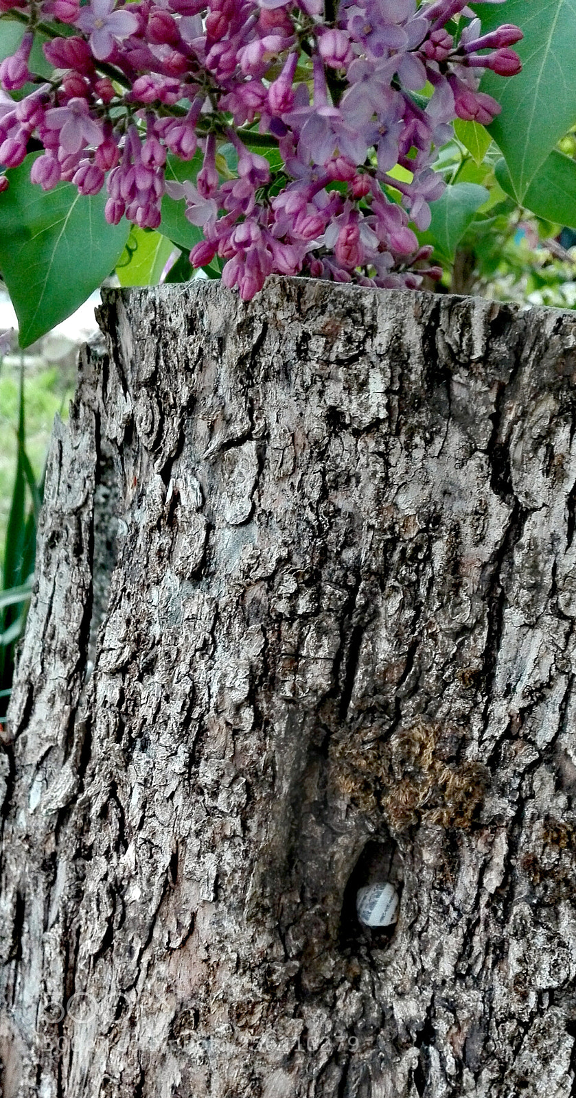 HUAWEI P8 Lite sample photo. The nook under the photography