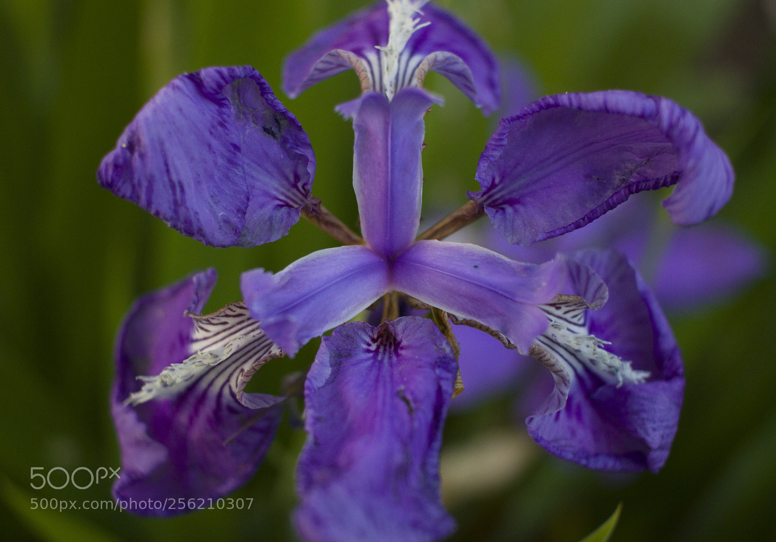 Canon EOS 600D (Rebel EOS T3i / EOS Kiss X5) sample photo. Blue flower photography