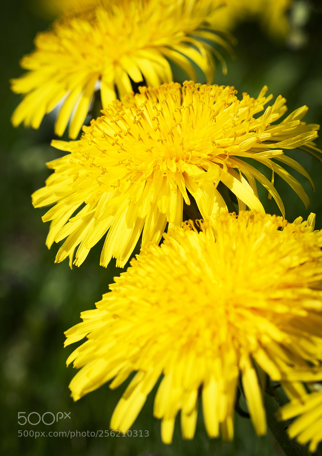 Nikon D5500 sample photo. Three heads of yellow photography