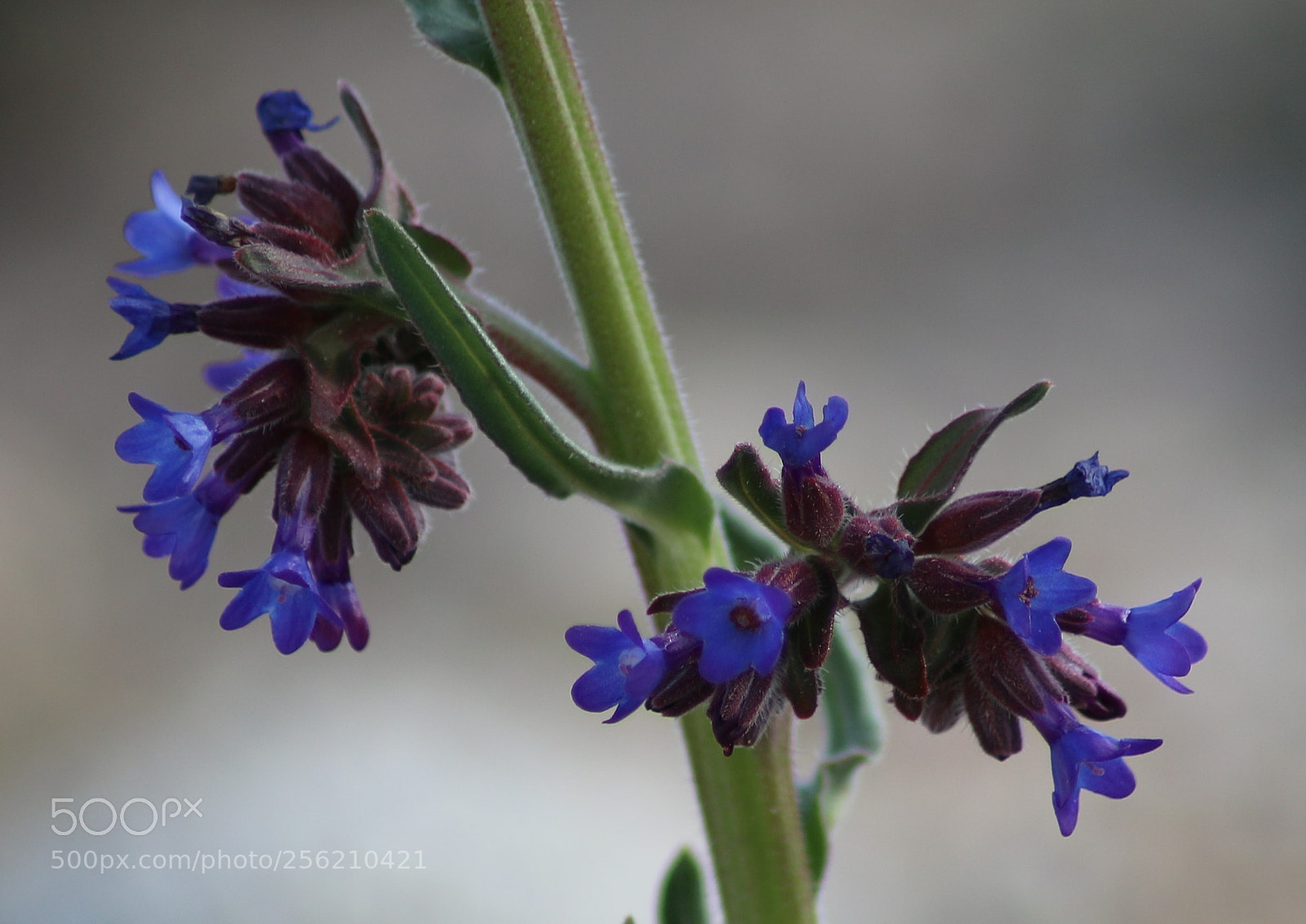 Canon EOS M10 sample photo. Lithodora fruticosa photography