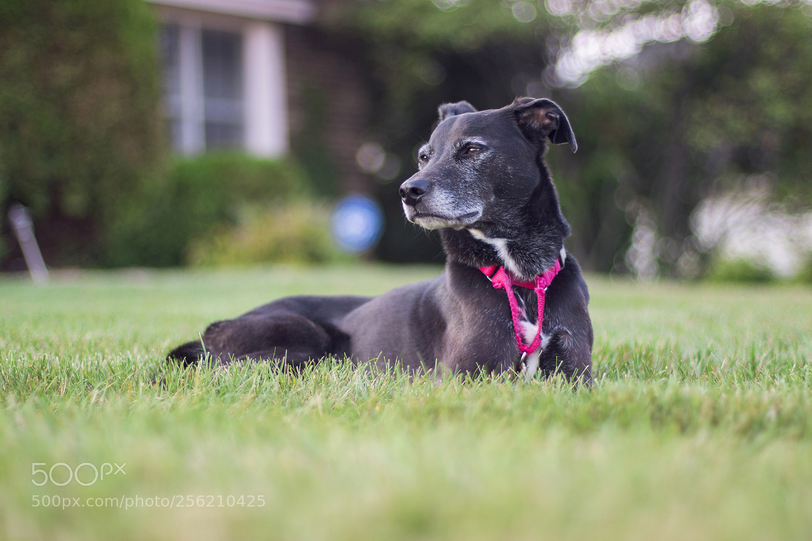 Canon EOS 700D (EOS Rebel T5i / EOS Kiss X7i) sample photo. Img photography