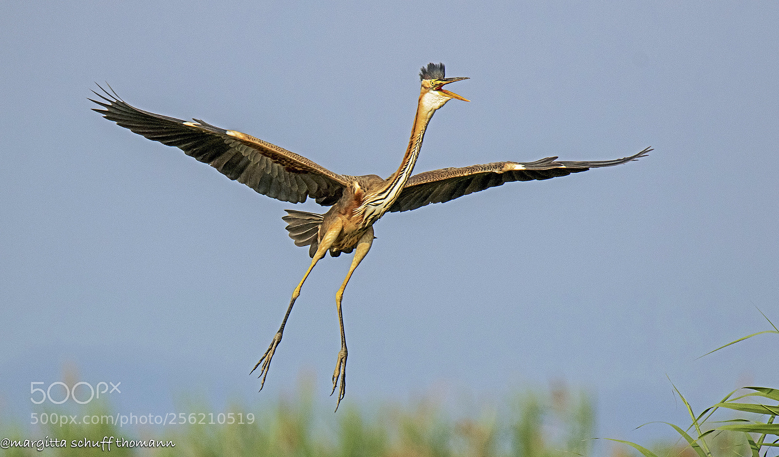Canon EOS 7D Mark II sample photo. Purple heron .. photography