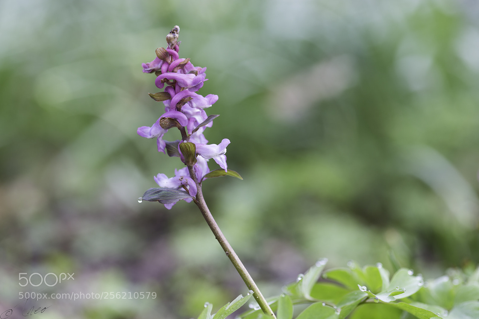 Canon EOS 6D sample photo. Corydalis photography