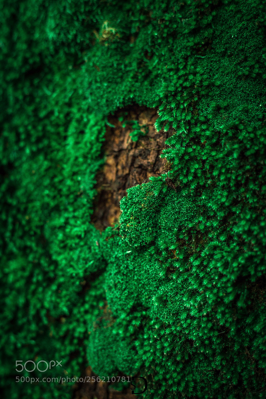Canon EOS 6D sample photo. Img photography