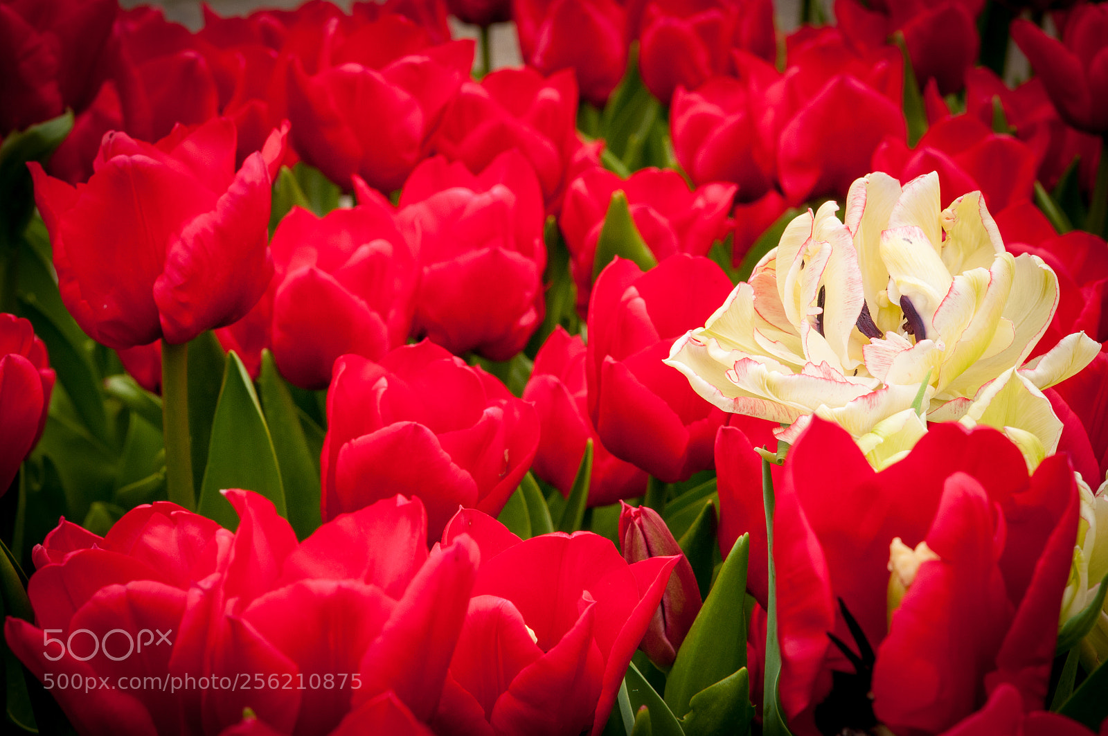 Nikon D300S sample photo. Tulips photography