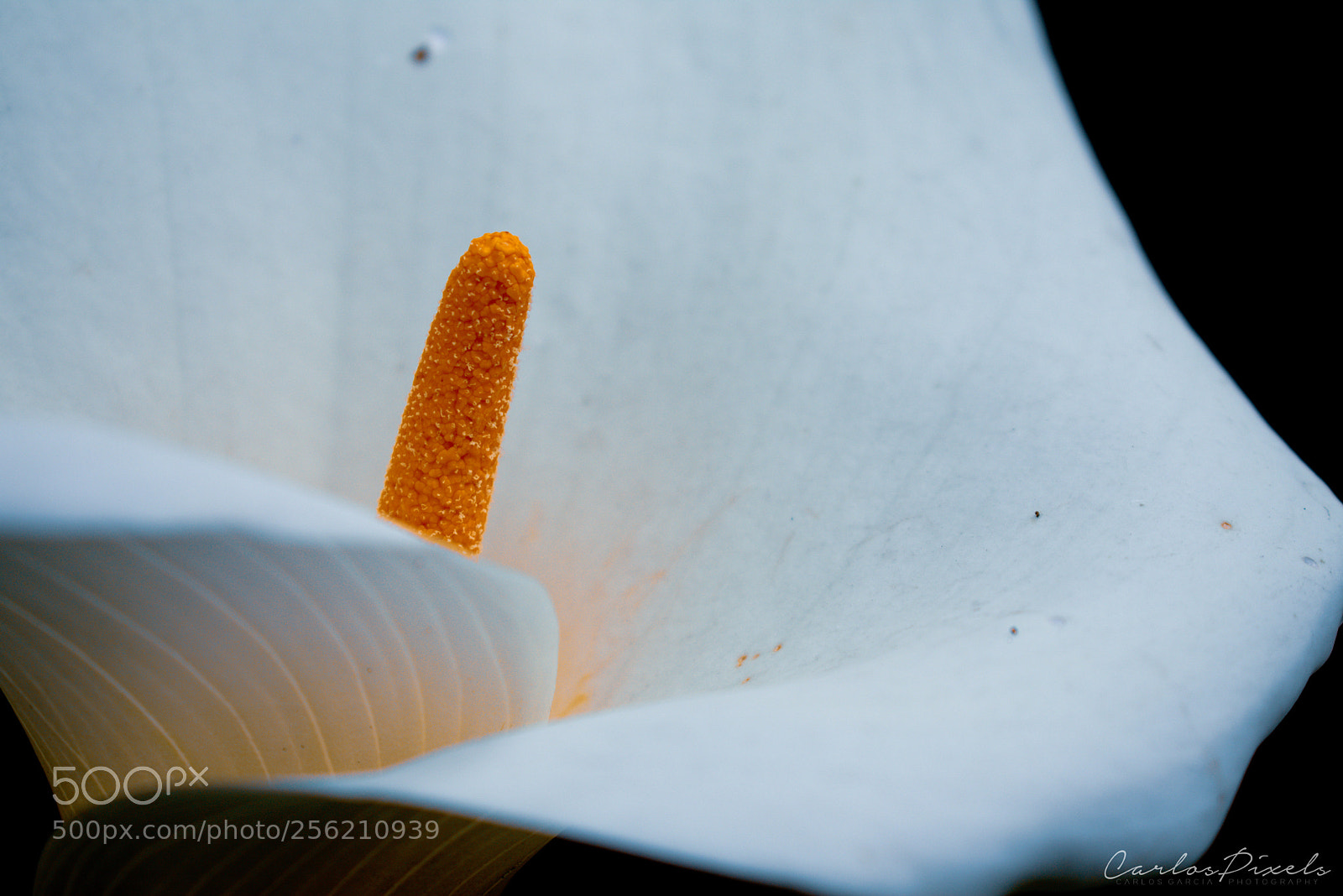 Nikon D3400 sample photo. White photography