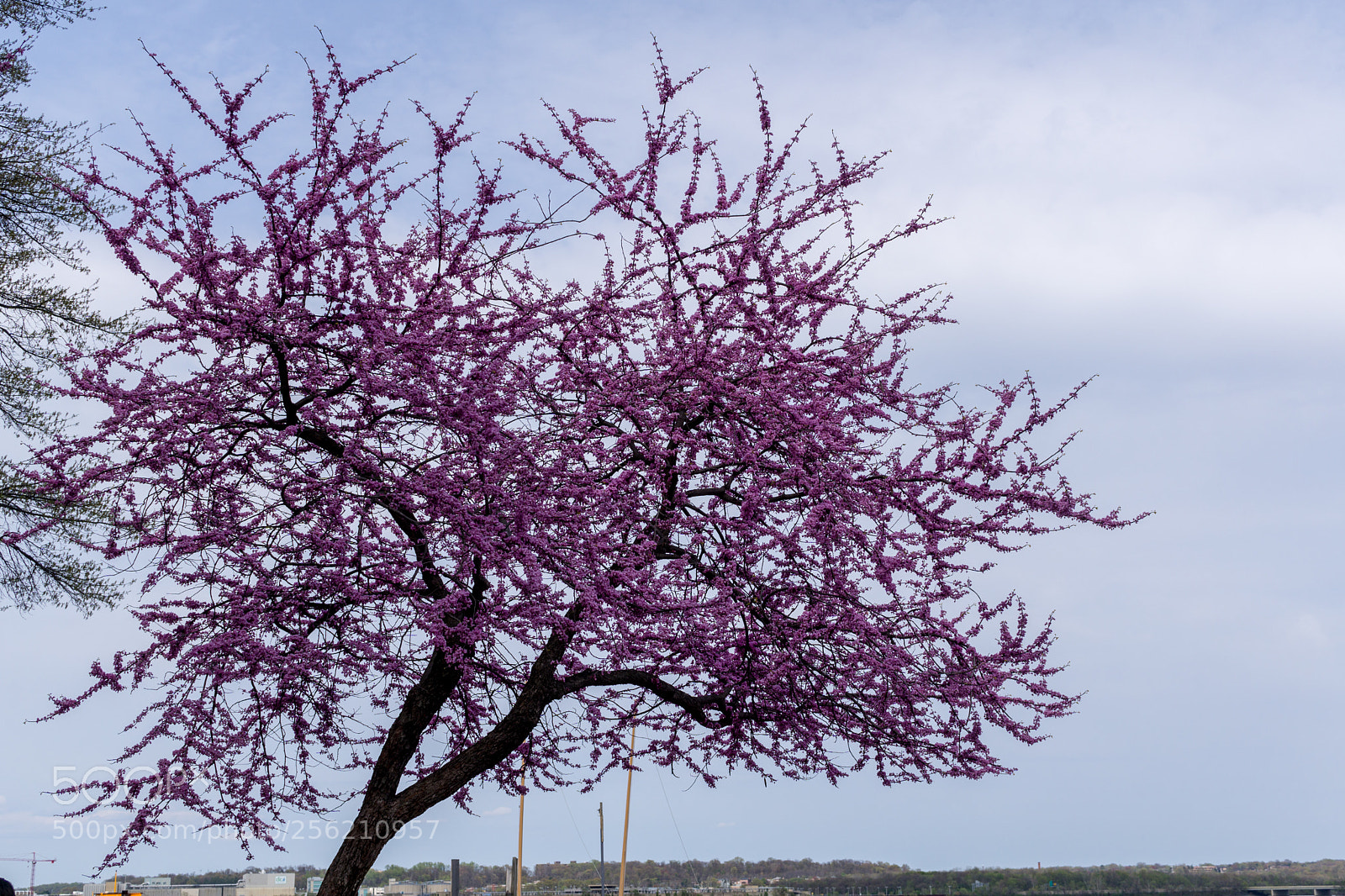 Sony a6000 sample photo. Tree photography