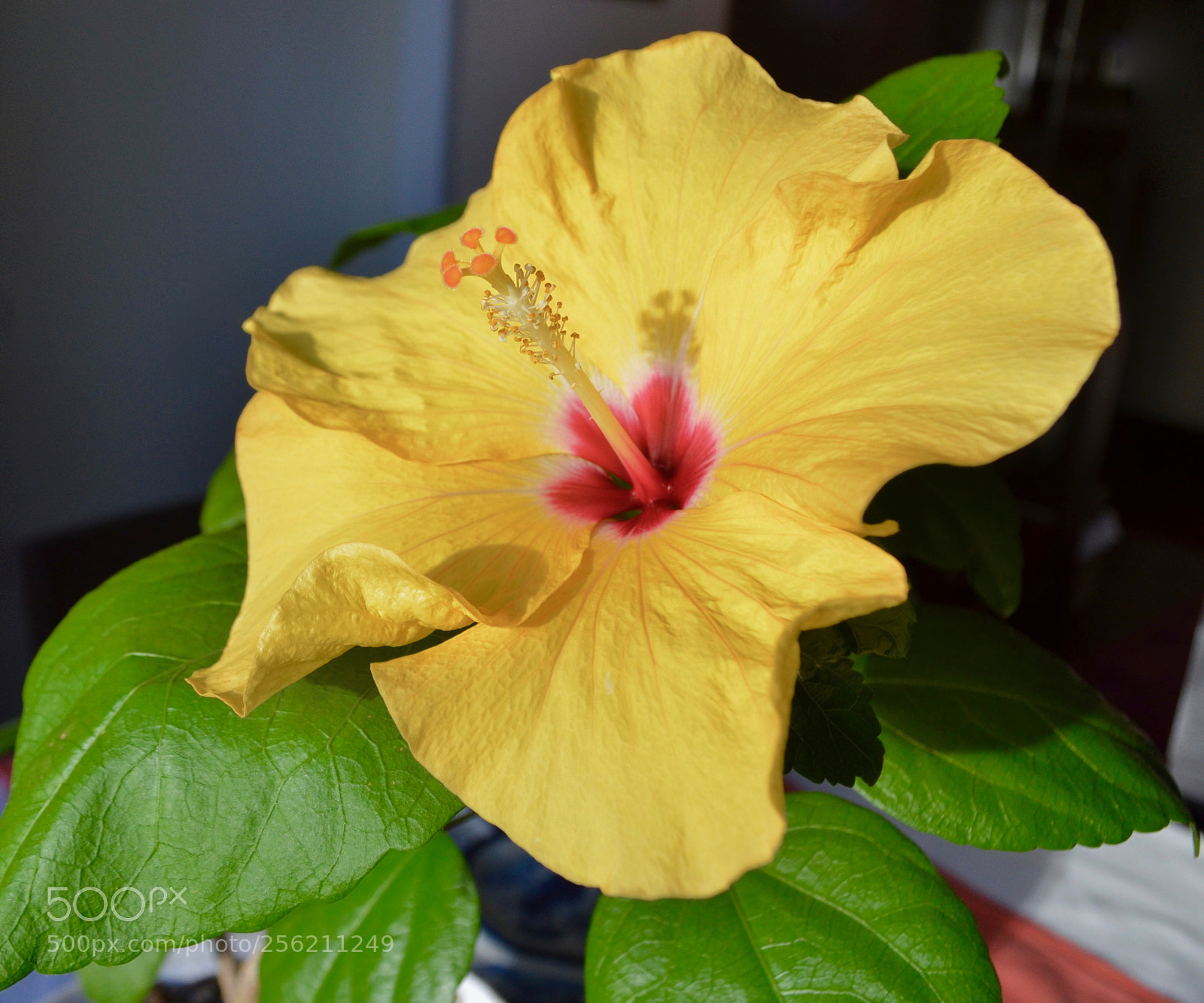 Nikon D5100 sample photo. Hawaiian yellow hibiscus, potted photography