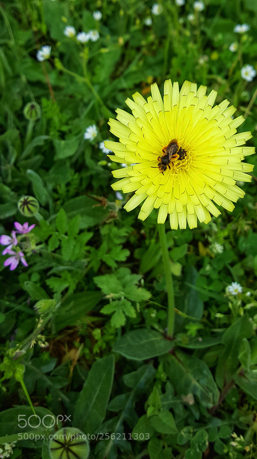 Samsung GALAXY S6 edge sample photo. In the flower photography
