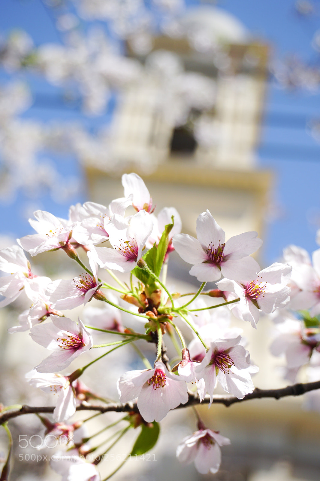 Sony a6300 sample photo. Cherry blossoms in wooster photography