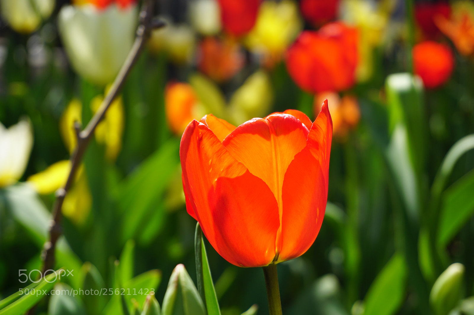 Sony a6300 sample photo. Tulips in the park photography