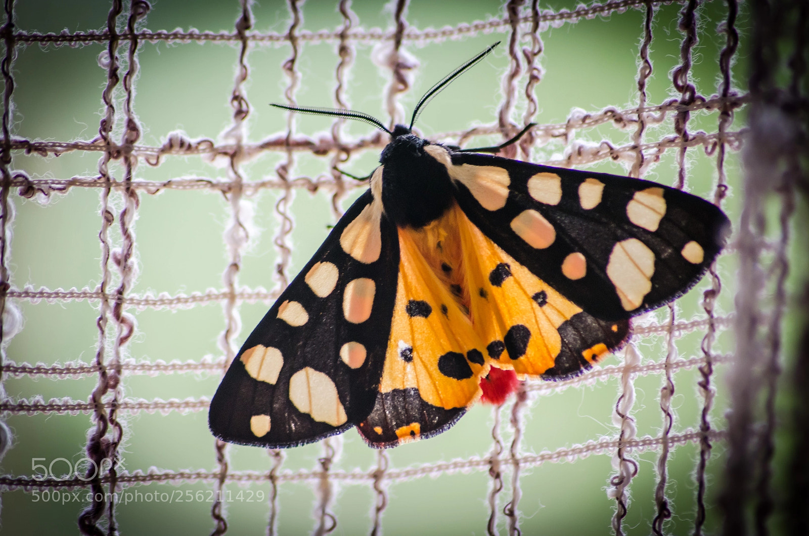 Nikon D5100 sample photo. Moth epicallia villica photography