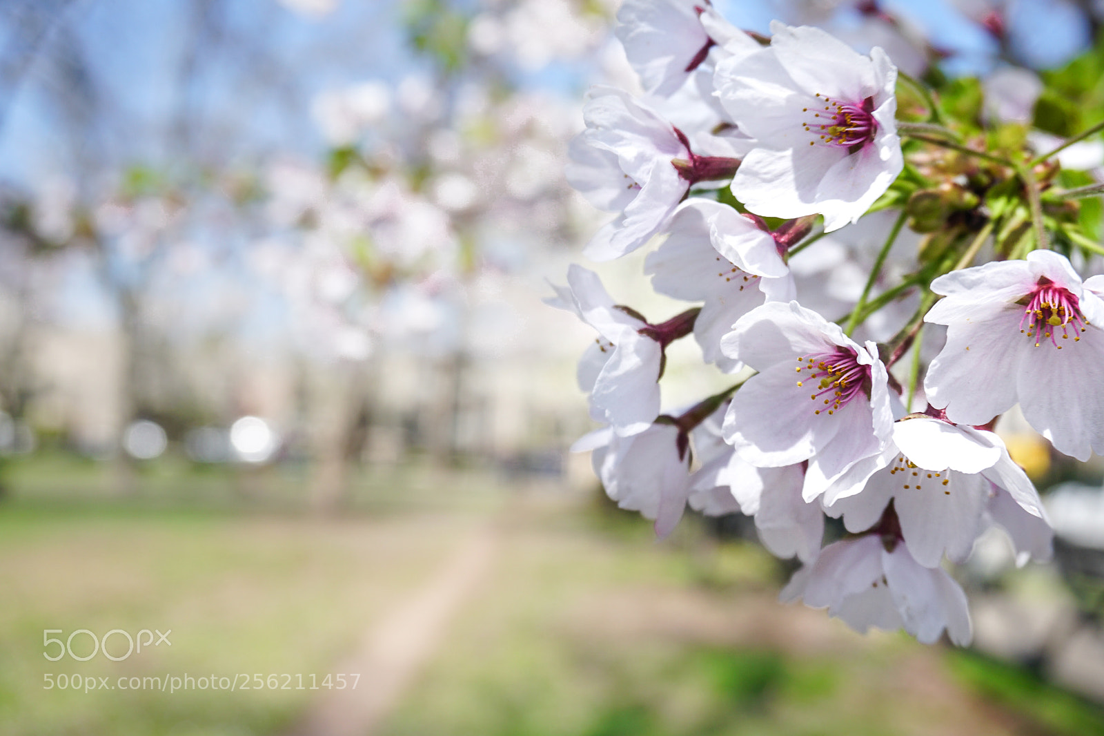 Sony a6300 sample photo. Spring in new haven photography