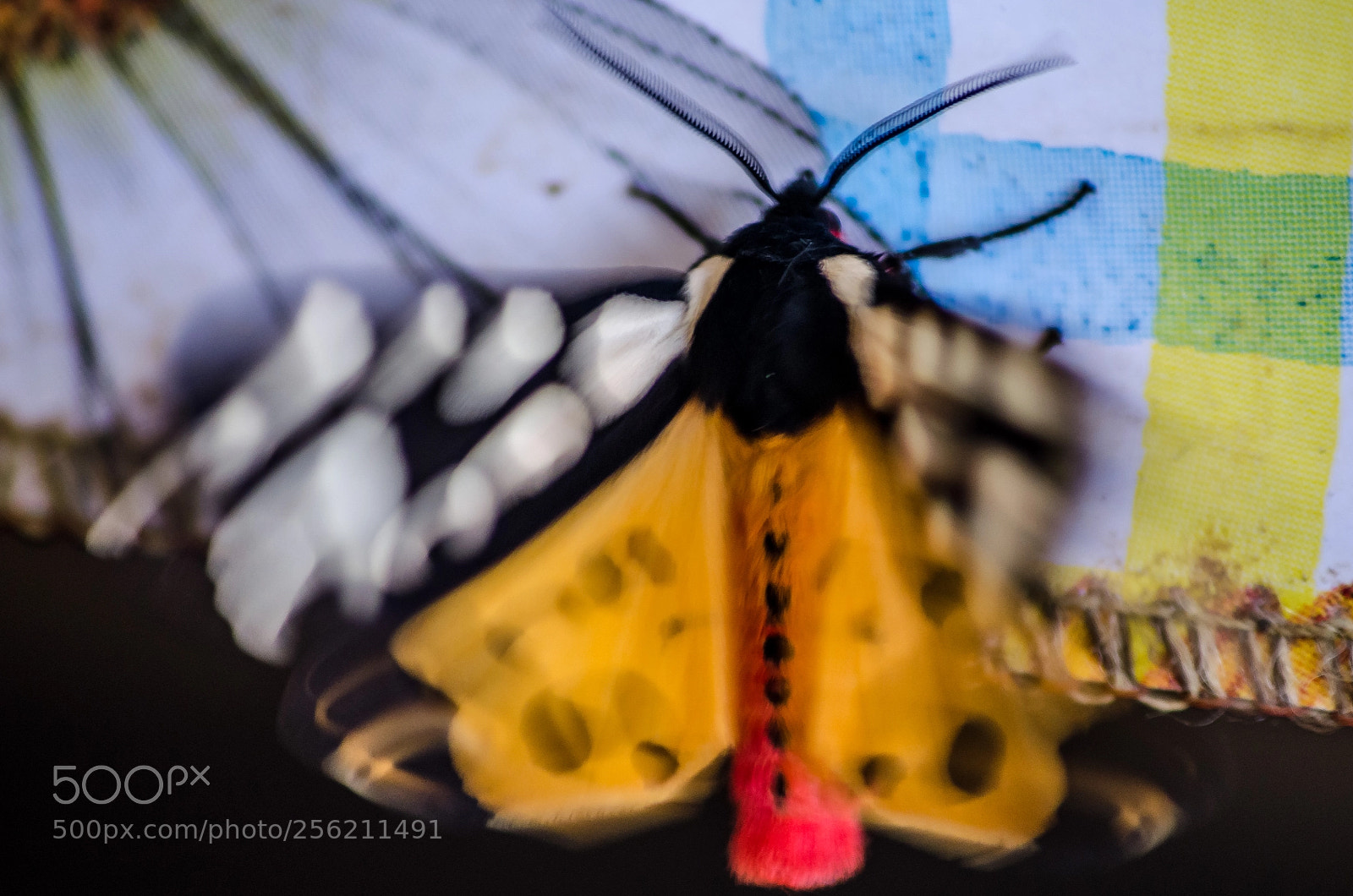 Nikon D5100 sample photo. Moth epicallia villica photography