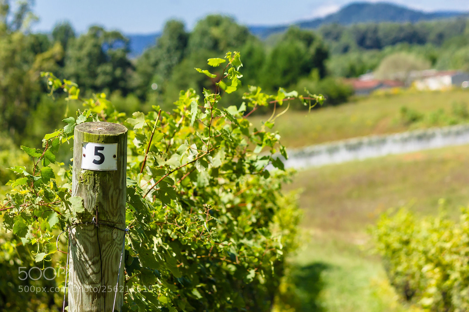Canon EOS 550D (EOS Rebel T2i / EOS Kiss X4) sample photo. Vineyard photography