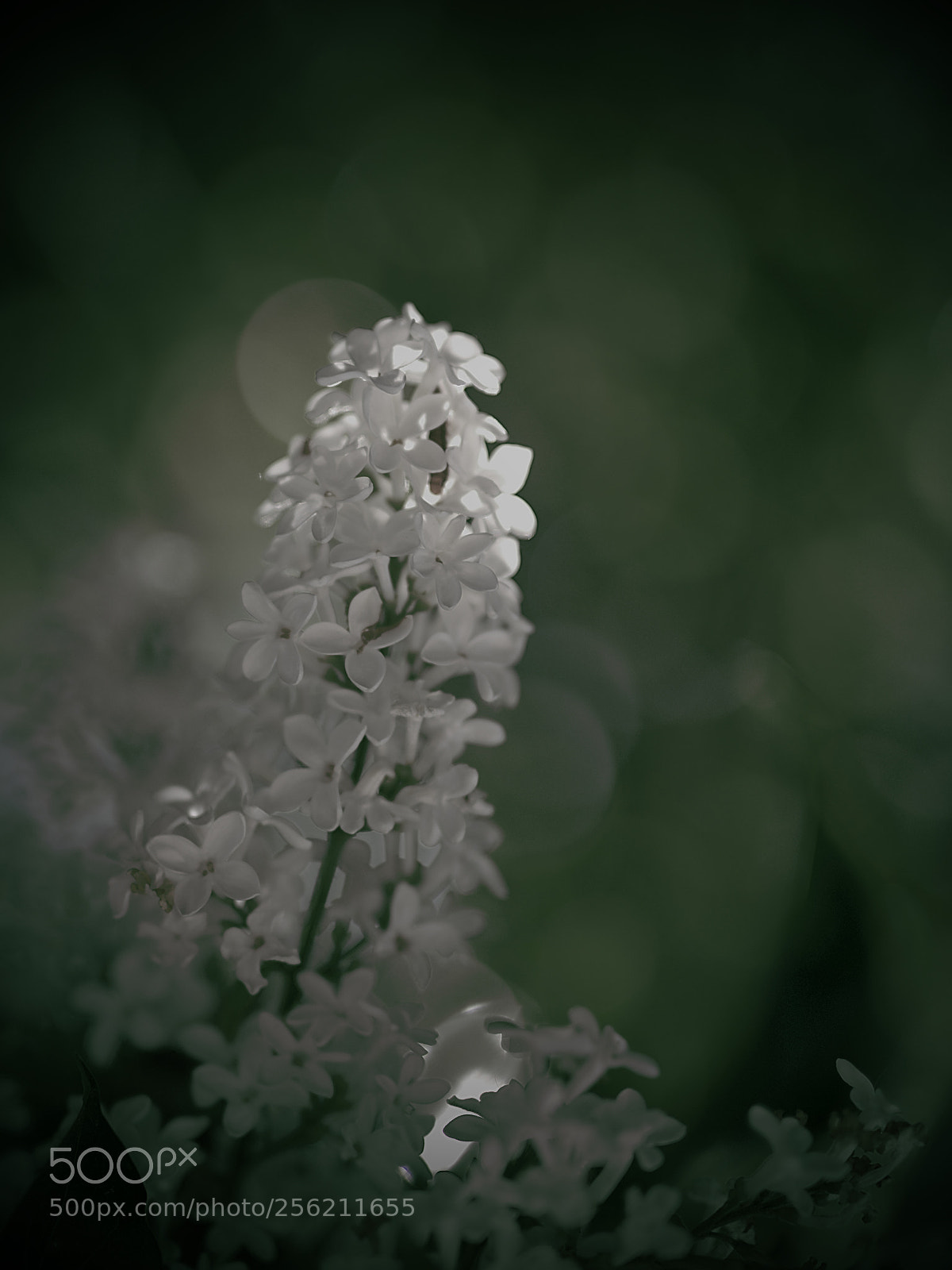 Nikon D850 sample photo. L i l a photography