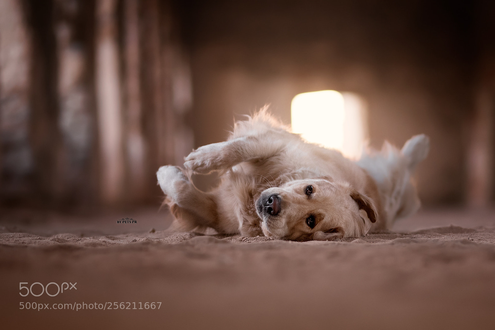 Nikon D750 sample photo. Golden retriever relaxing at photography