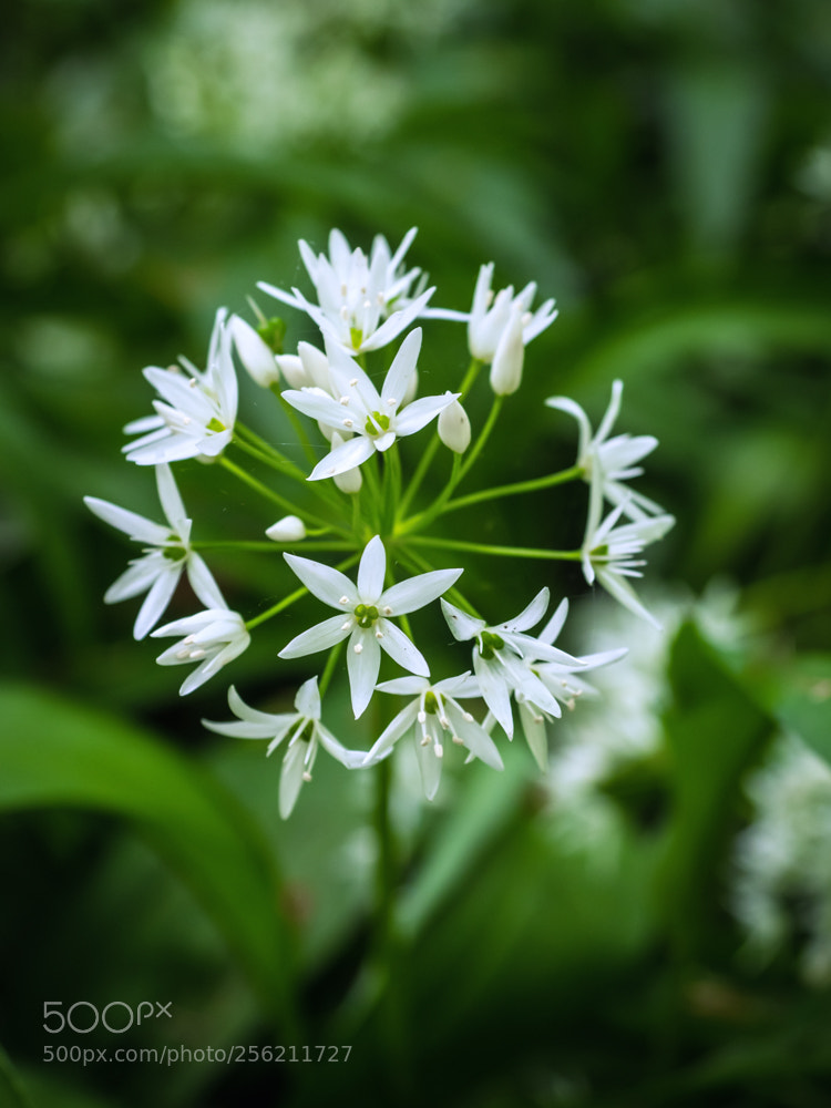 Olympus OM-D E-M1 sample photo. Ramson photography