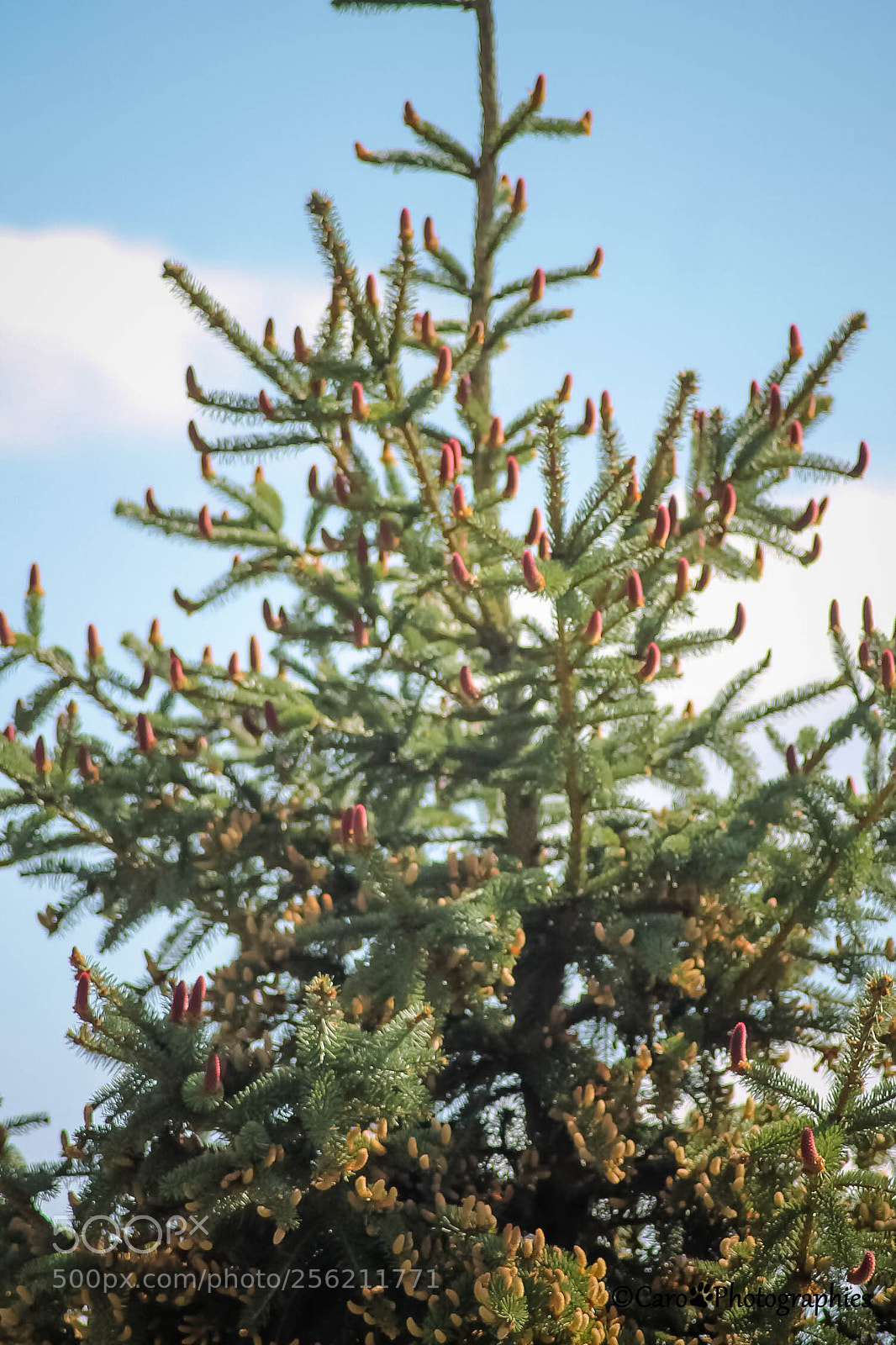 Canon EOS 1100D (EOS Rebel T3 / EOS Kiss X50) sample photo. Mon sapin fait beaucoup photography