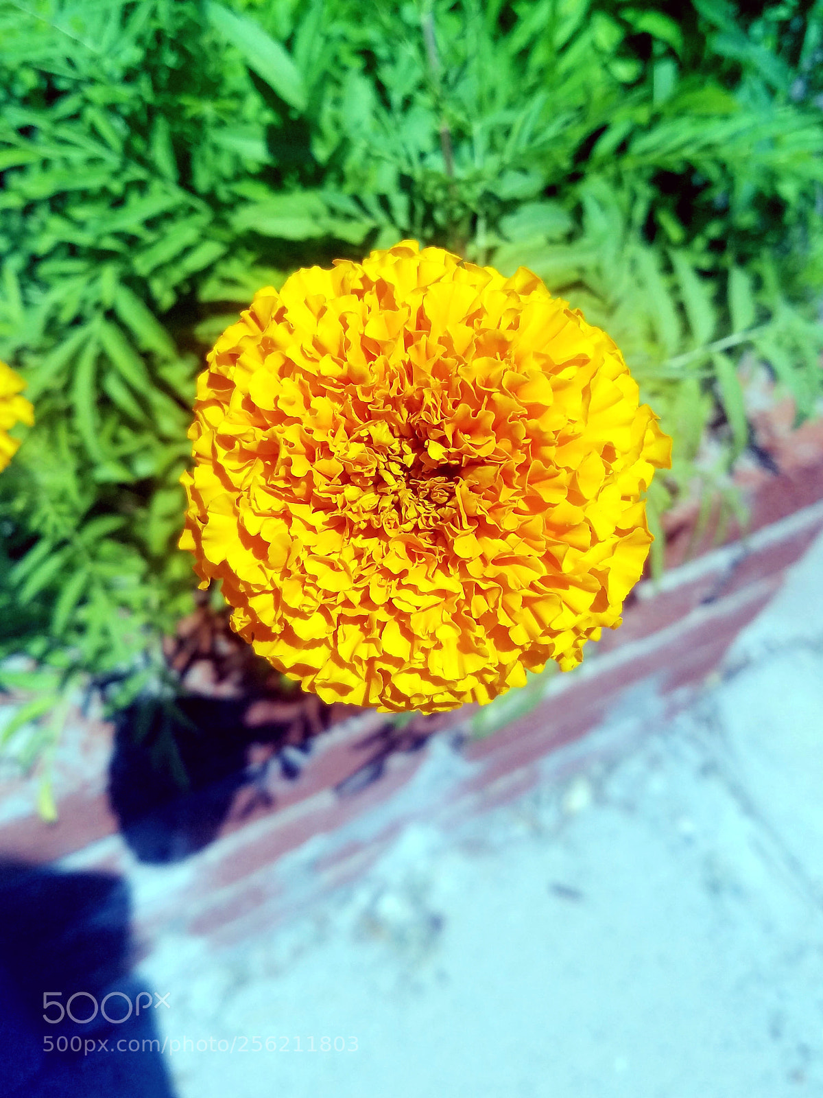 Samsung Galaxy S7 sample photo. Untitled photography