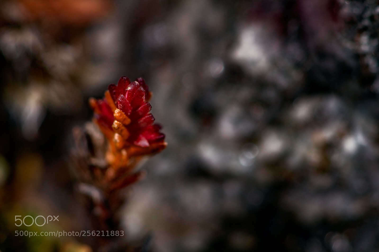 Nikon D7100 sample photo. Day 770 photography