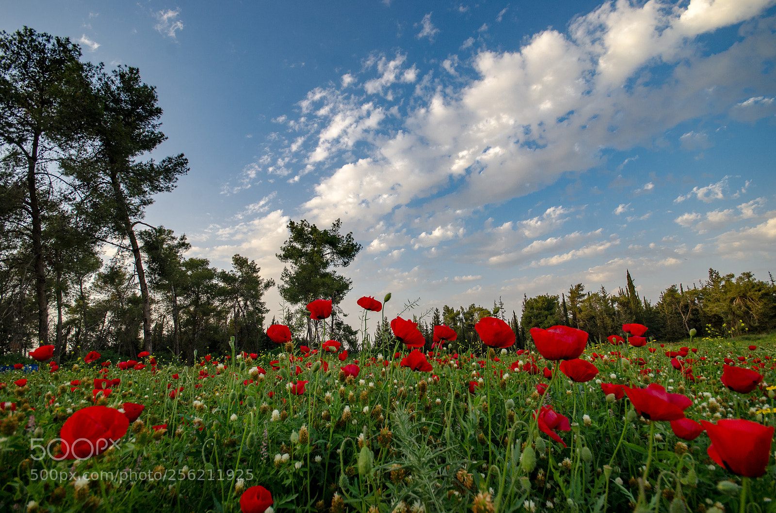 Nikon D7000 sample photo. Flowers & clouds photography