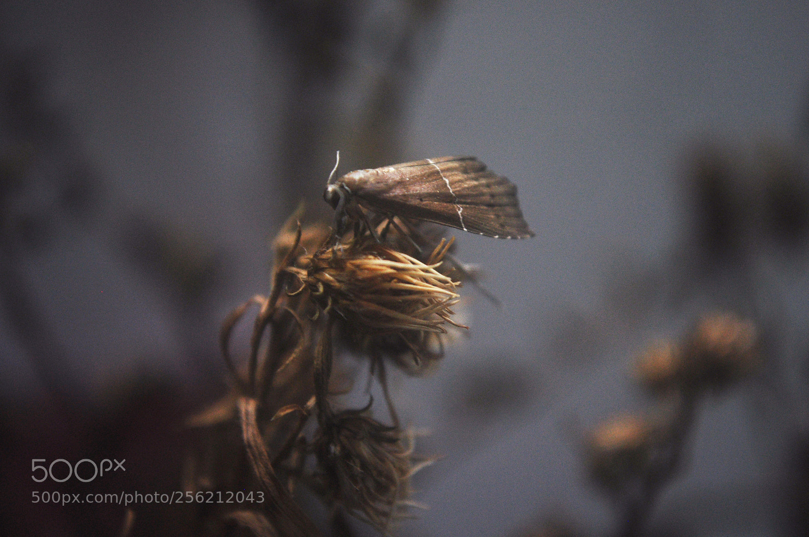 Nikon D90 sample photo. Bugs photography