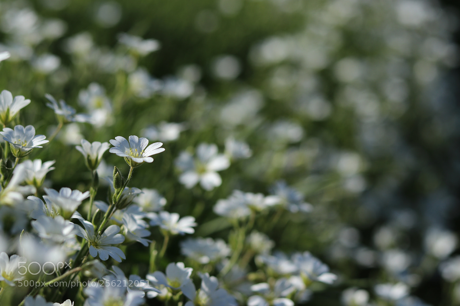 Canon EOS 80D + Canon EF 50mm F1.8 STM sample photo. Sternmiere am wegesrand photography