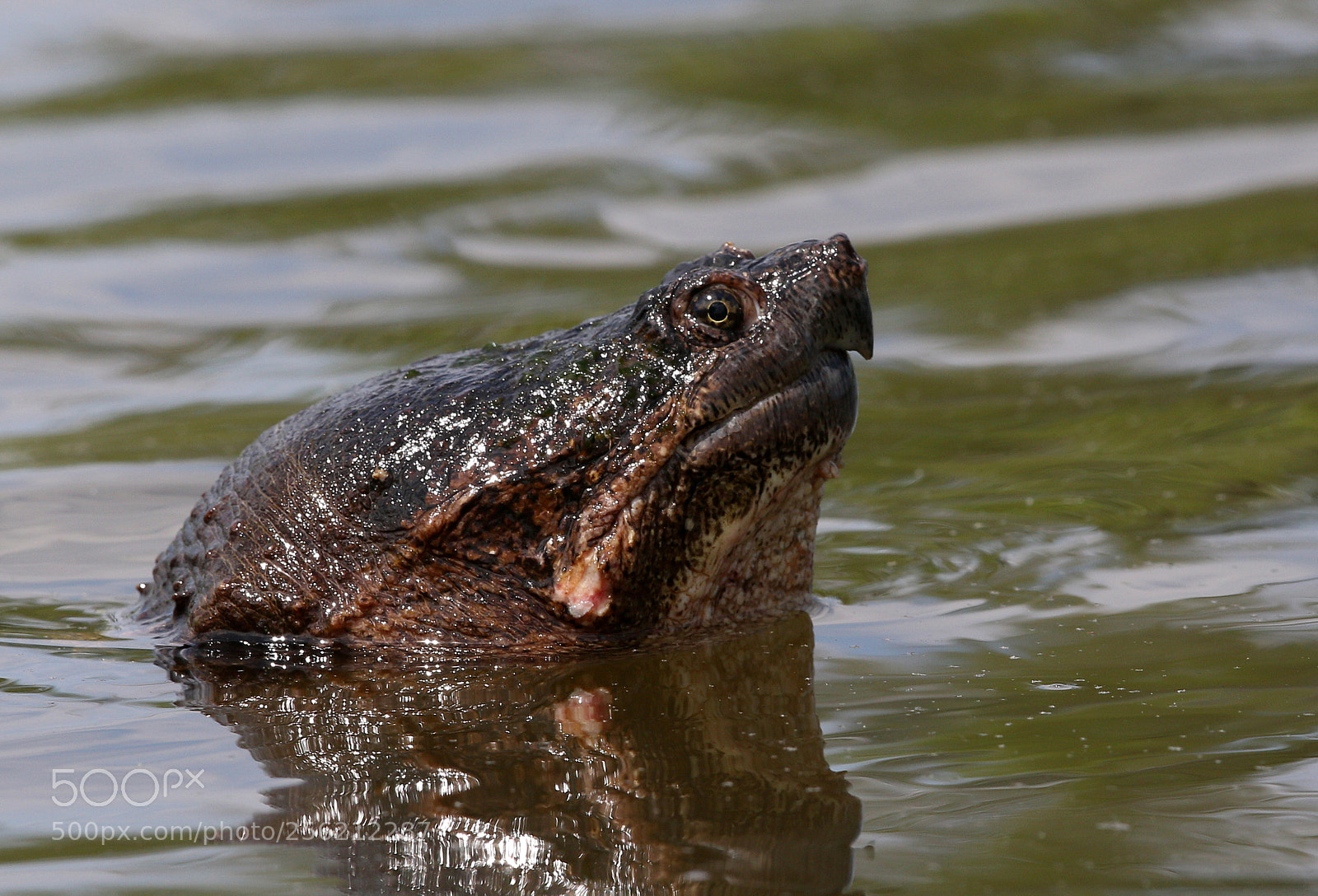 Canon EOS 70D sample photo. Huge snapping turtle photography