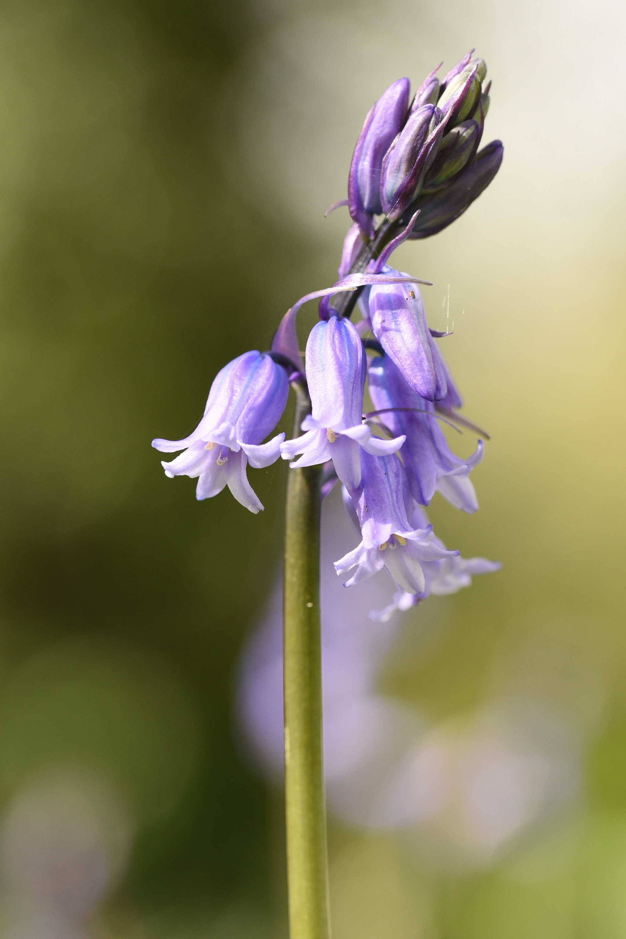 Nikon D750 + Sigma 105mm F2.8 EX DG OS HSM sample photo. Bluebell photography