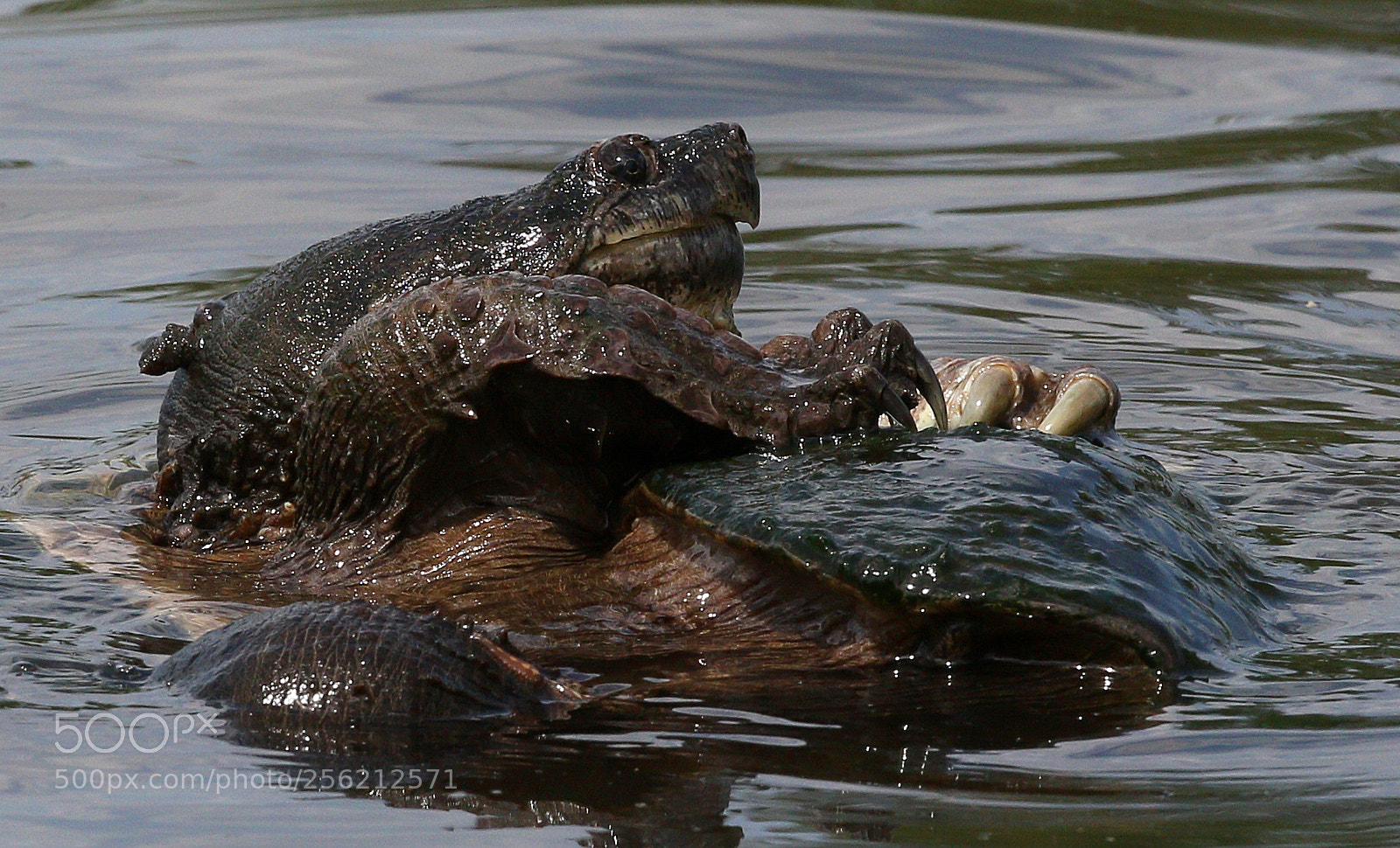 Canon EOS 70D sample photo. Mating snapping turtles? photography