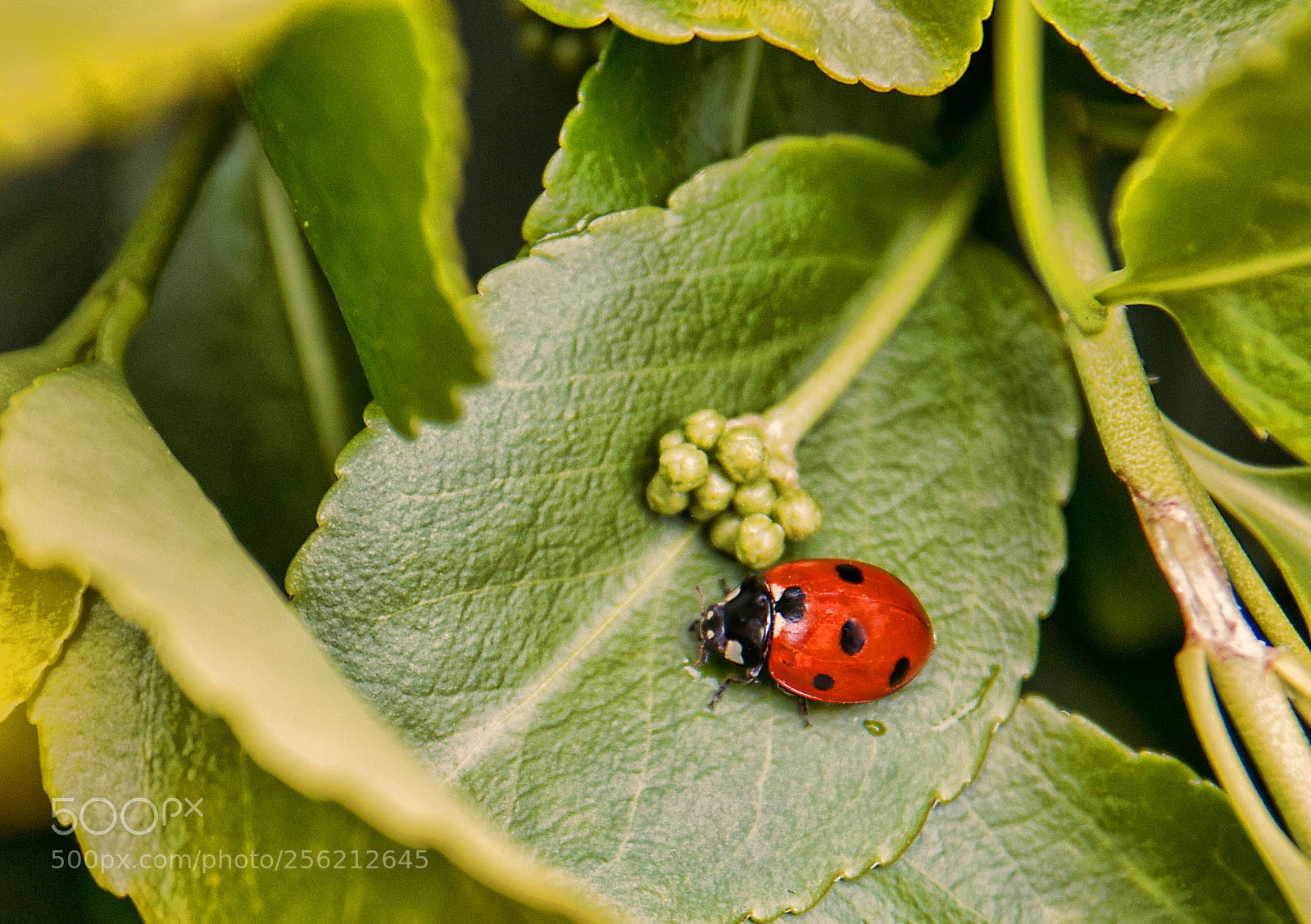 Canon EOS 70D sample photo. Ladybug photography
