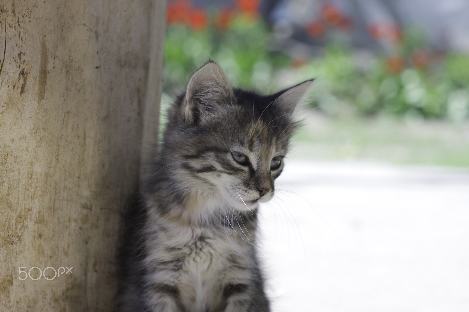 Canon EOS 50D + Canon EF 35-80mm f/4-5.6 sample photo. Kitty! ^.^ photography