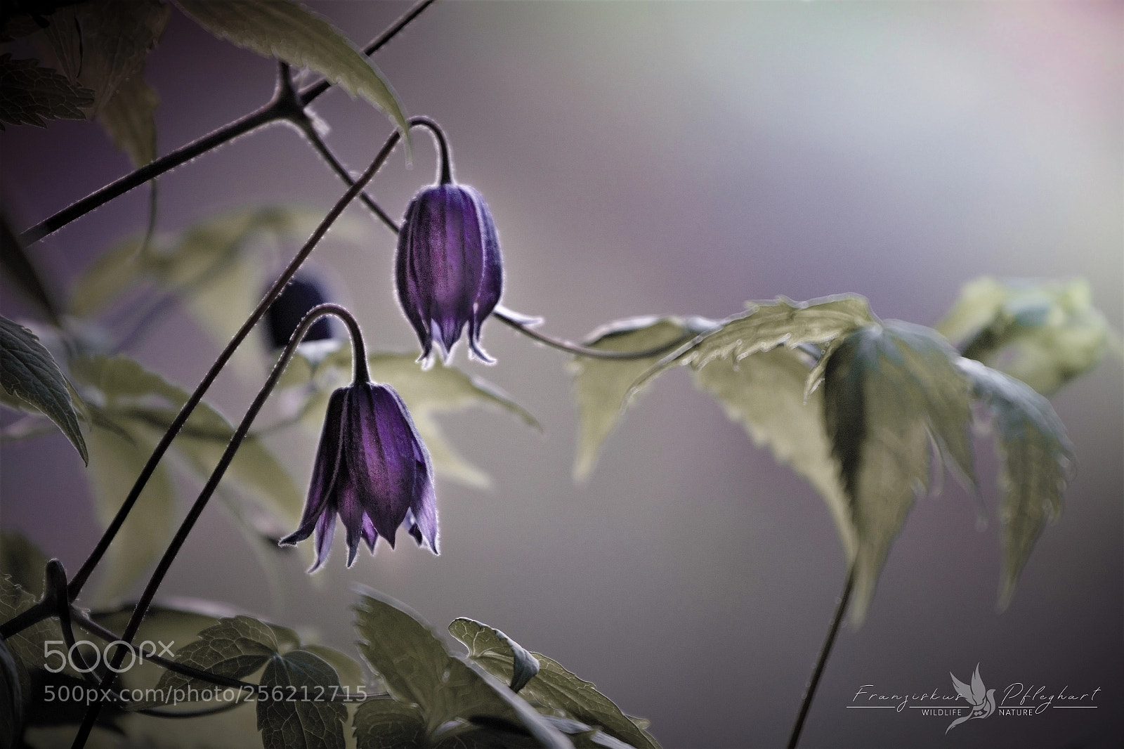 Canon EOS 70D sample photo. Delicate glow photography