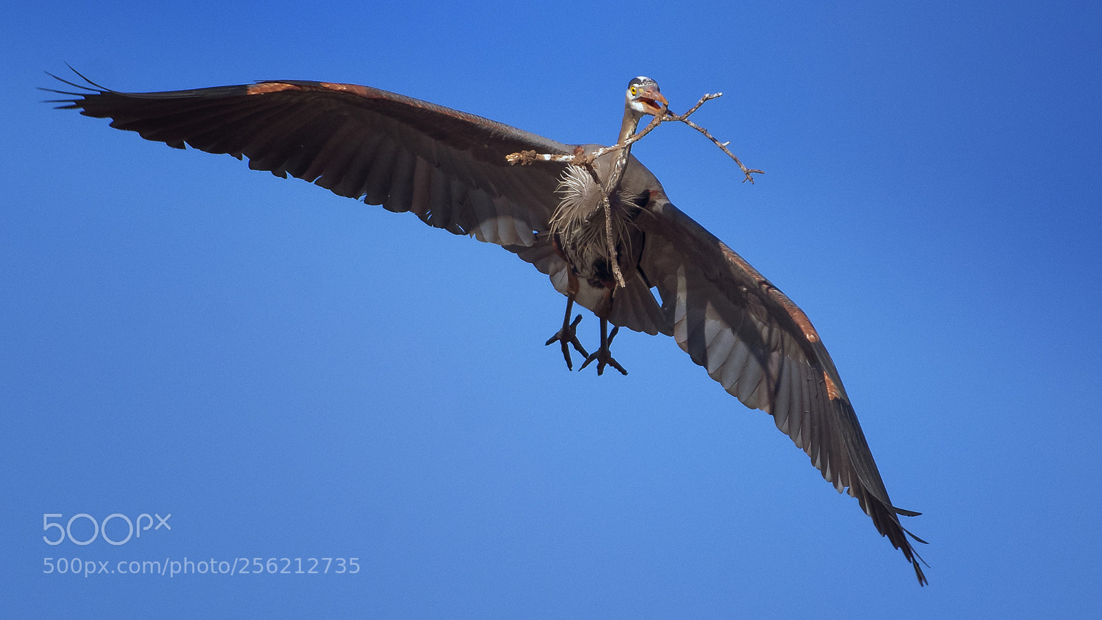 Nikon D7200 sample photo. "prehistoric" blue heron photography