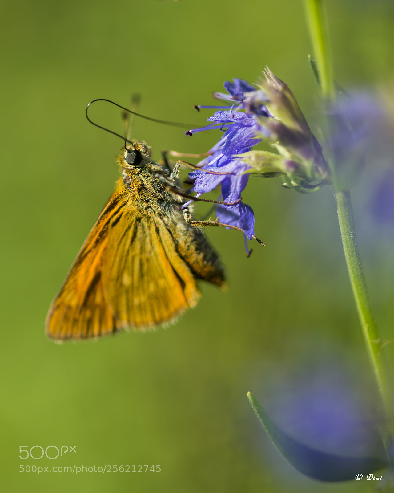 Nikon D800 sample photo. Schmetterling photography