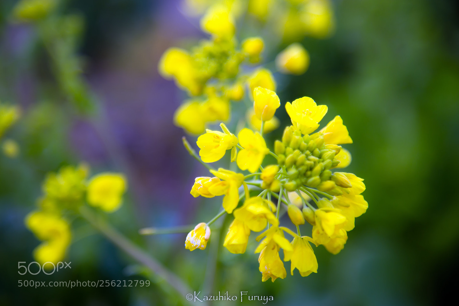Canon EOS 6D sample photo. Untitled photography
