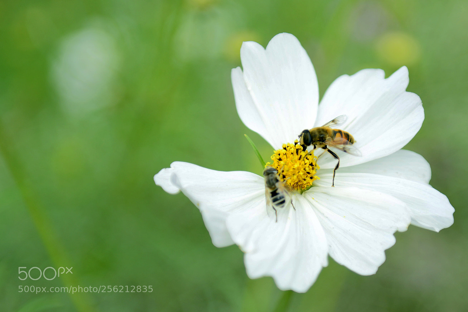 Nikon D800 sample photo. Untitled photography